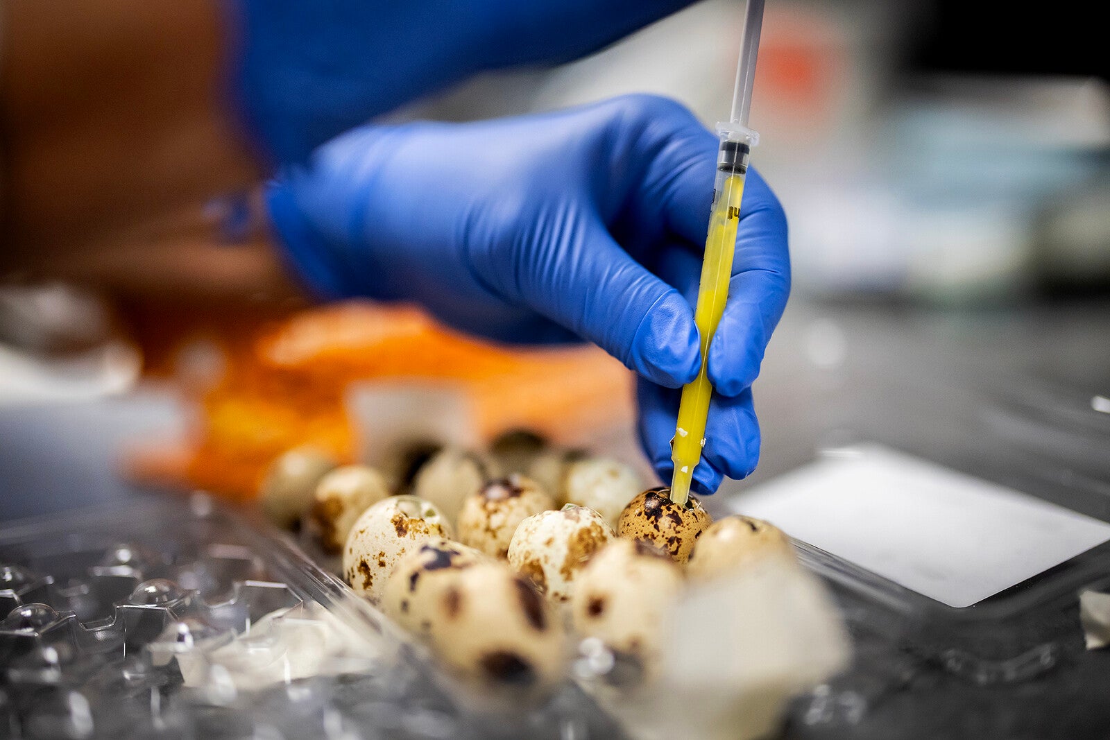 A hand in a latex glove taking a sample out of a small egg with a a pipette.