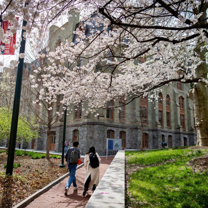 Two students walking on campus in front of college hall with blooming trees above them.