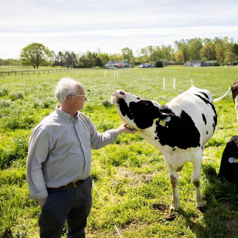 New Bolton Center employee petting a cow that is enjoying being outside in the agroforest.